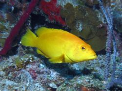 This shot of a Coney was taken off the South coast of Cub... by John Thompson 
